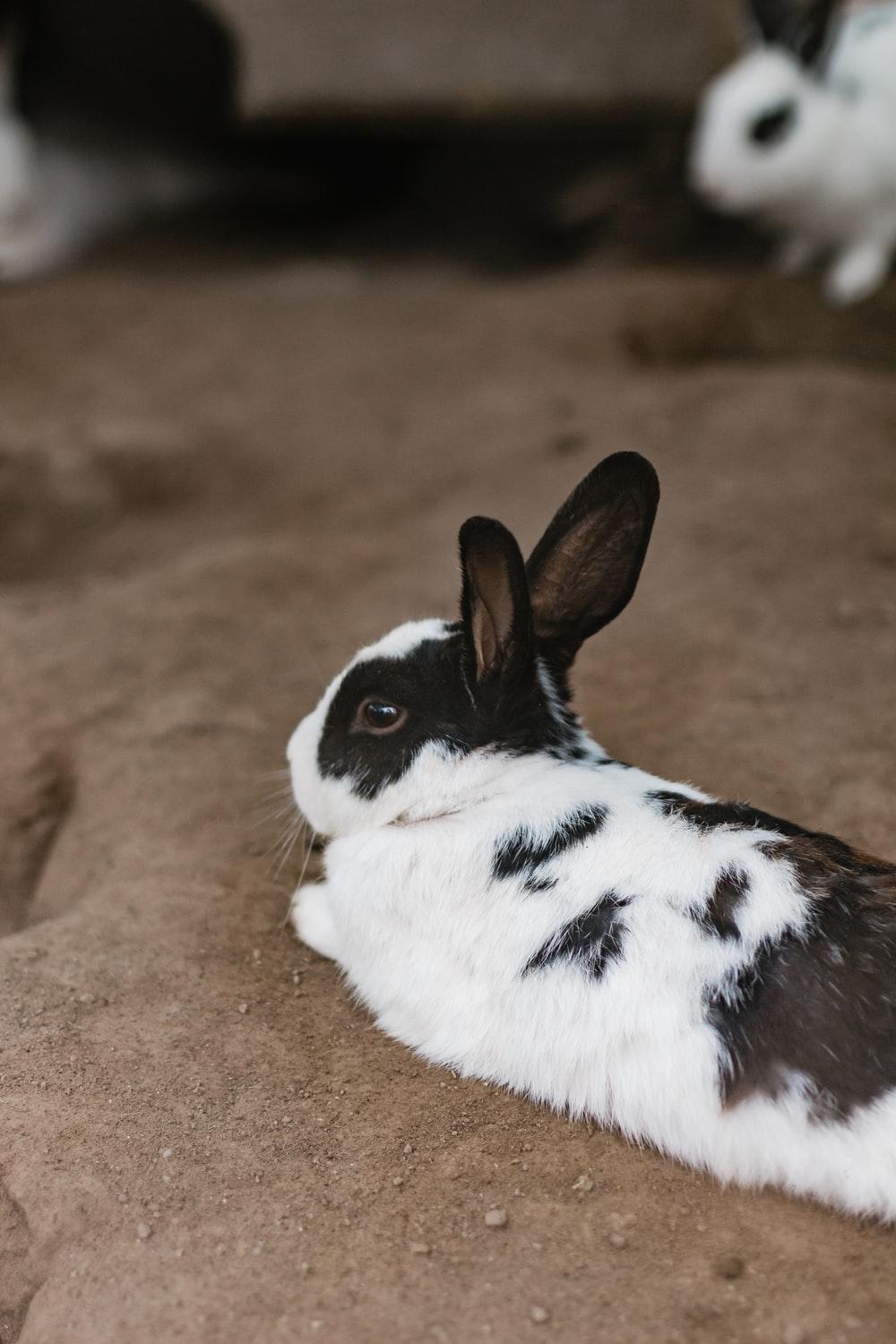 Black and White Rabbit Wallpapers Top Free Black and White Rabbit