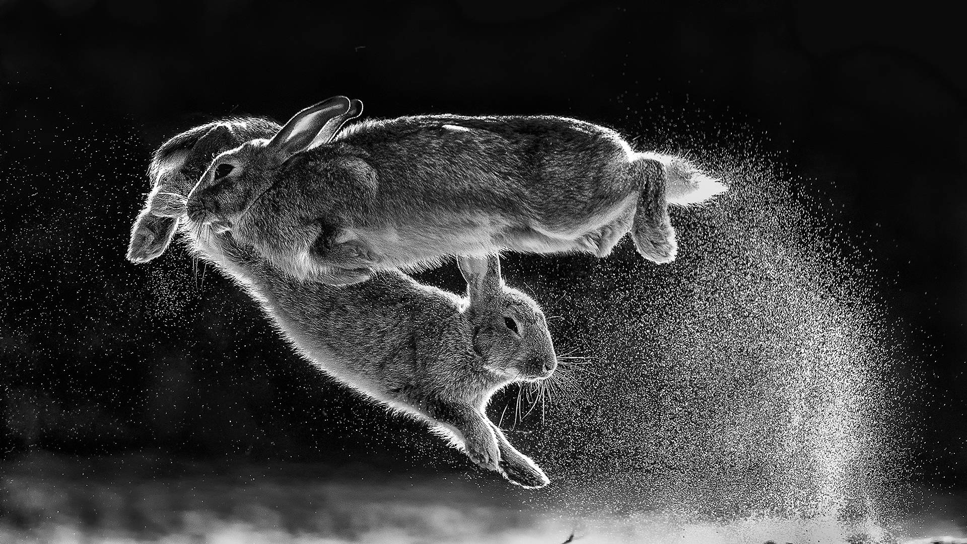 Black and White Rabbit Wallpapers Top Free Black and White Rabbit