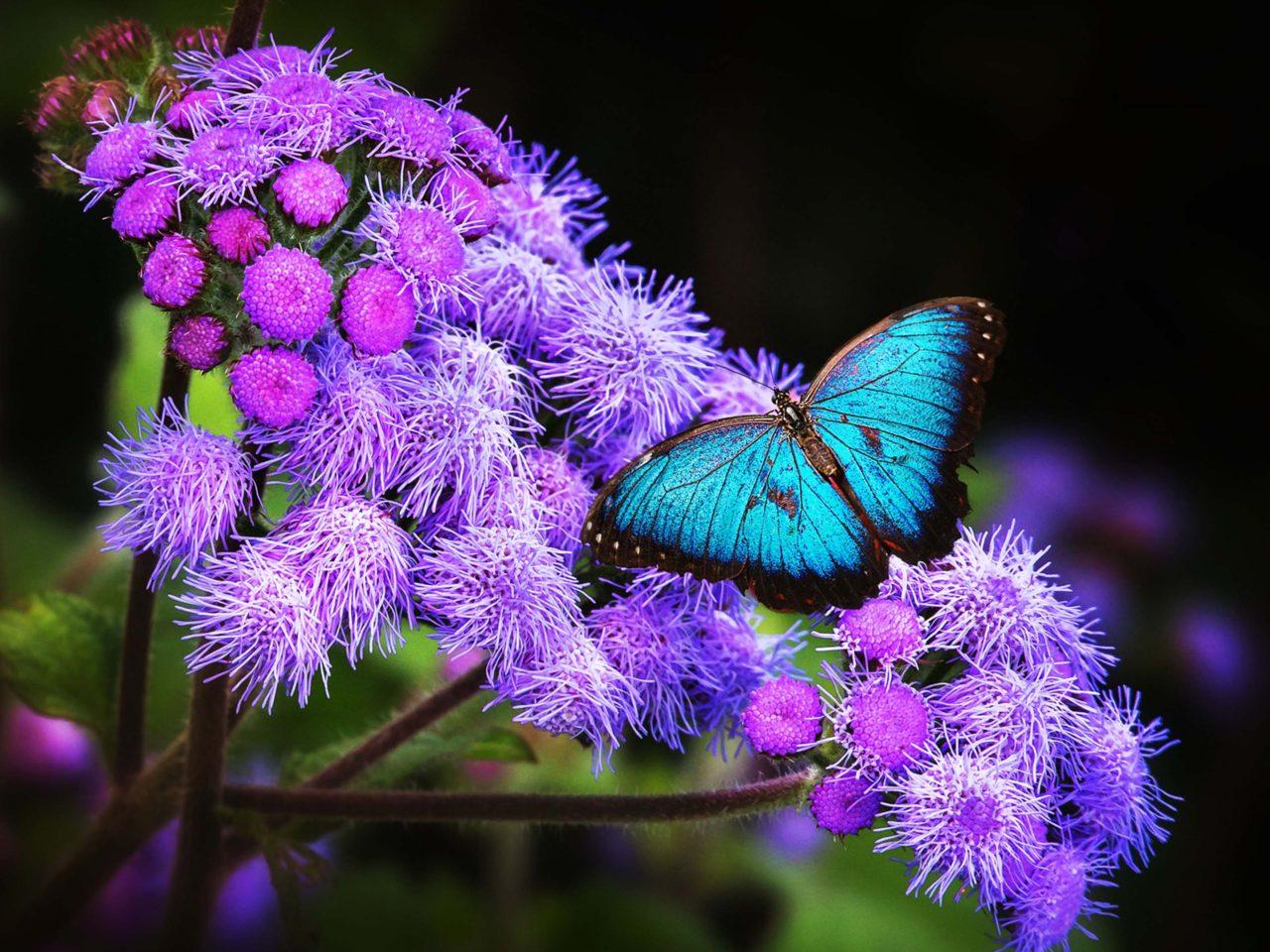 Blue Purple Flower Desktop Wallpapers Top Free Blue Purple Flower