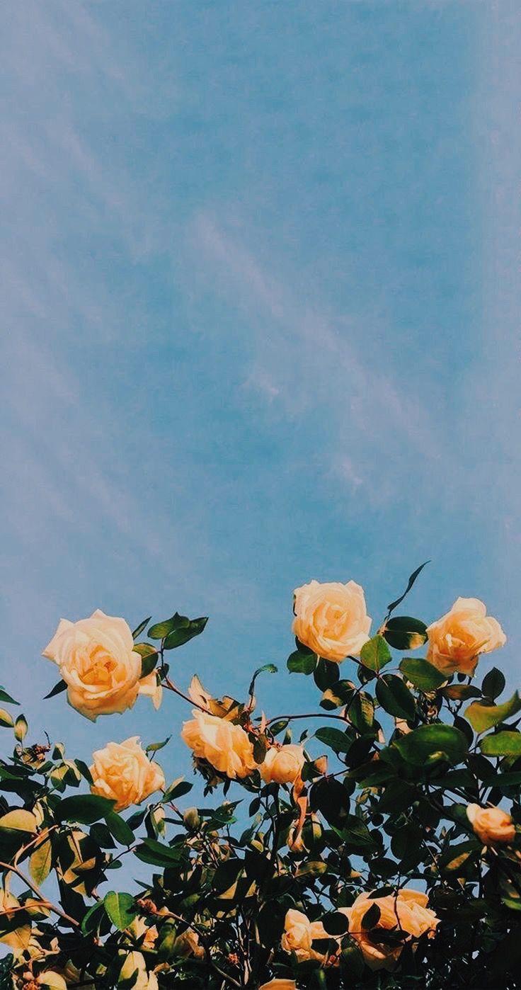 Aesthetic Yellow Rose Wallpapers Top Free Aesthetic Yellow Rose