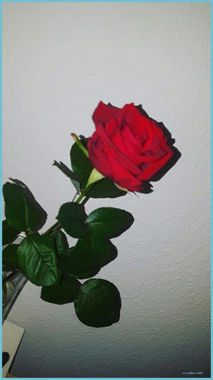 Aesthetic Yellow Rose Wallpapers Top Free Aesthetic Yellow Rose