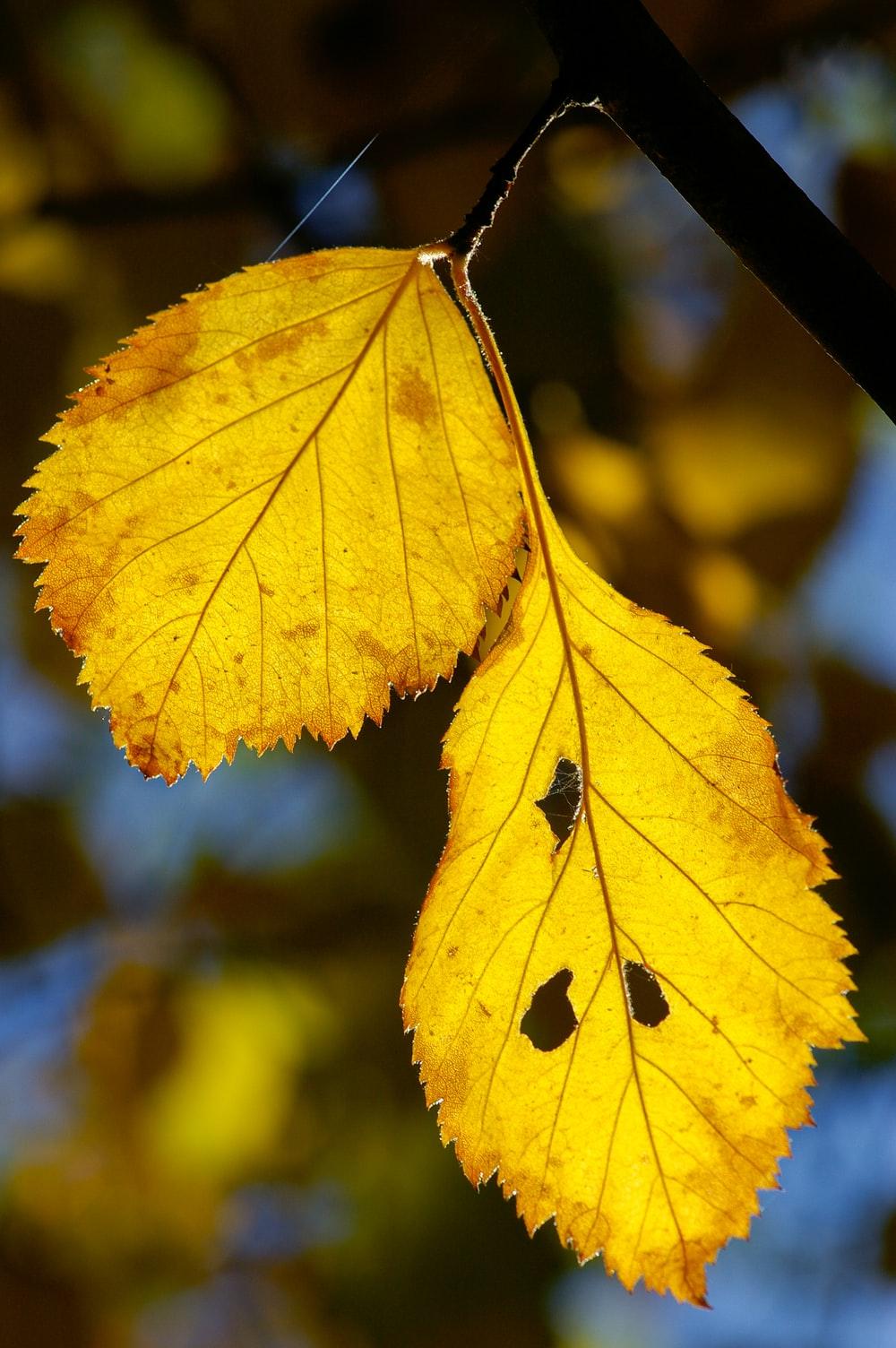 Yellow Leaves Wallpapers Top Free Yellow Leaves Backgrounds