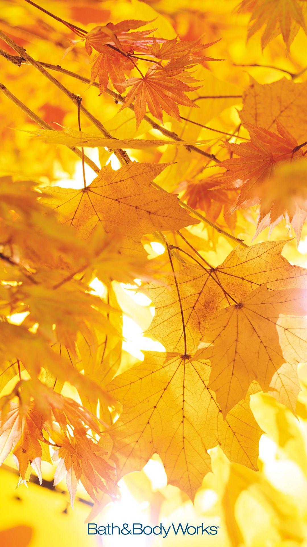 Yellow Leaf Wallpapers Top Free Yellow Leaf Backgrounds WallpaperAccess