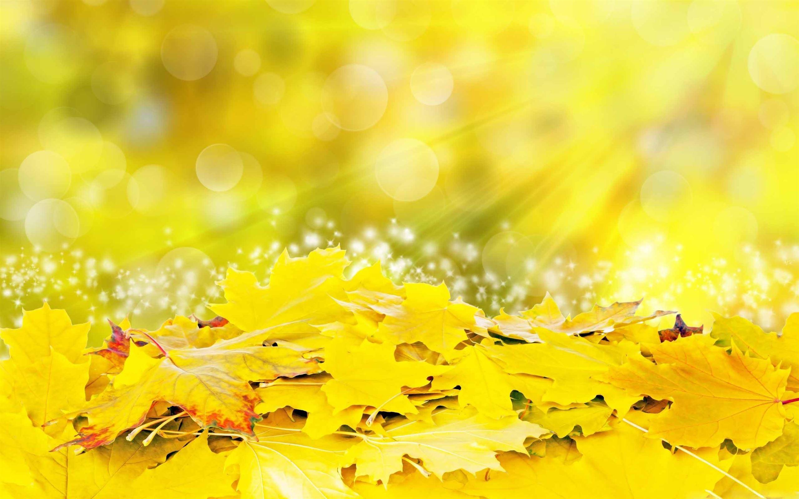 Yellow Leaves Wallpapers Top Free Yellow Leaves Backgrounds