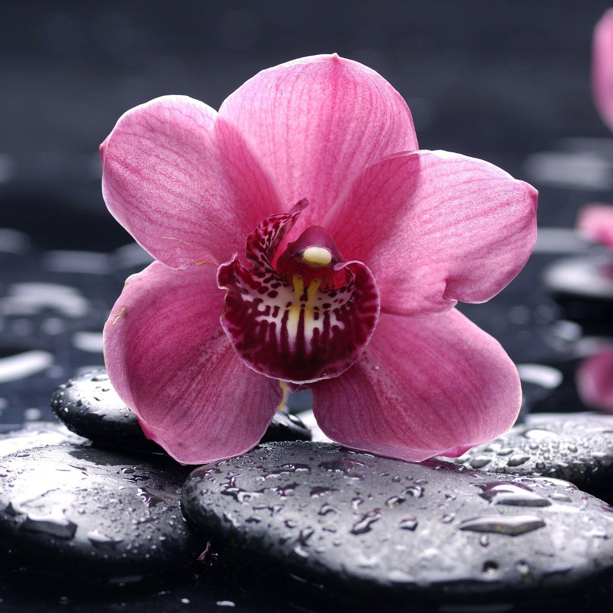 Orchid iPad Wallpapers Top Free Orchid iPad Backgrounds WallpaperAccess