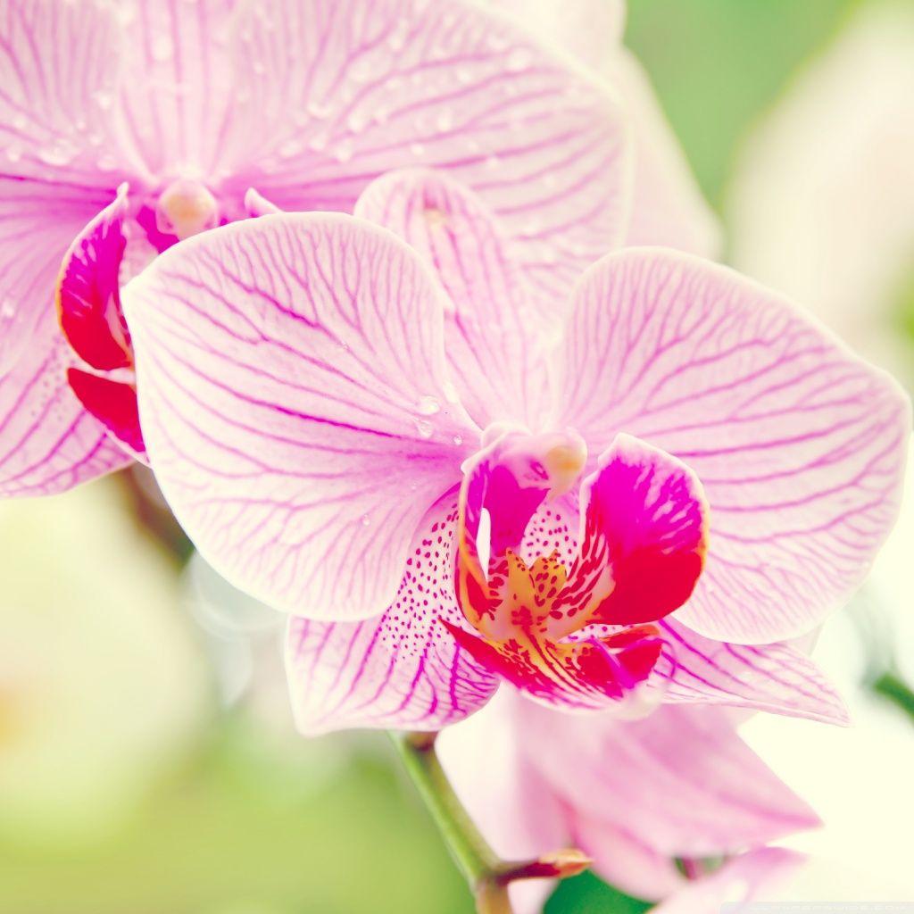 Orchid iPad Wallpapers Top Free Orchid iPad Backgrounds WallpaperAccess
