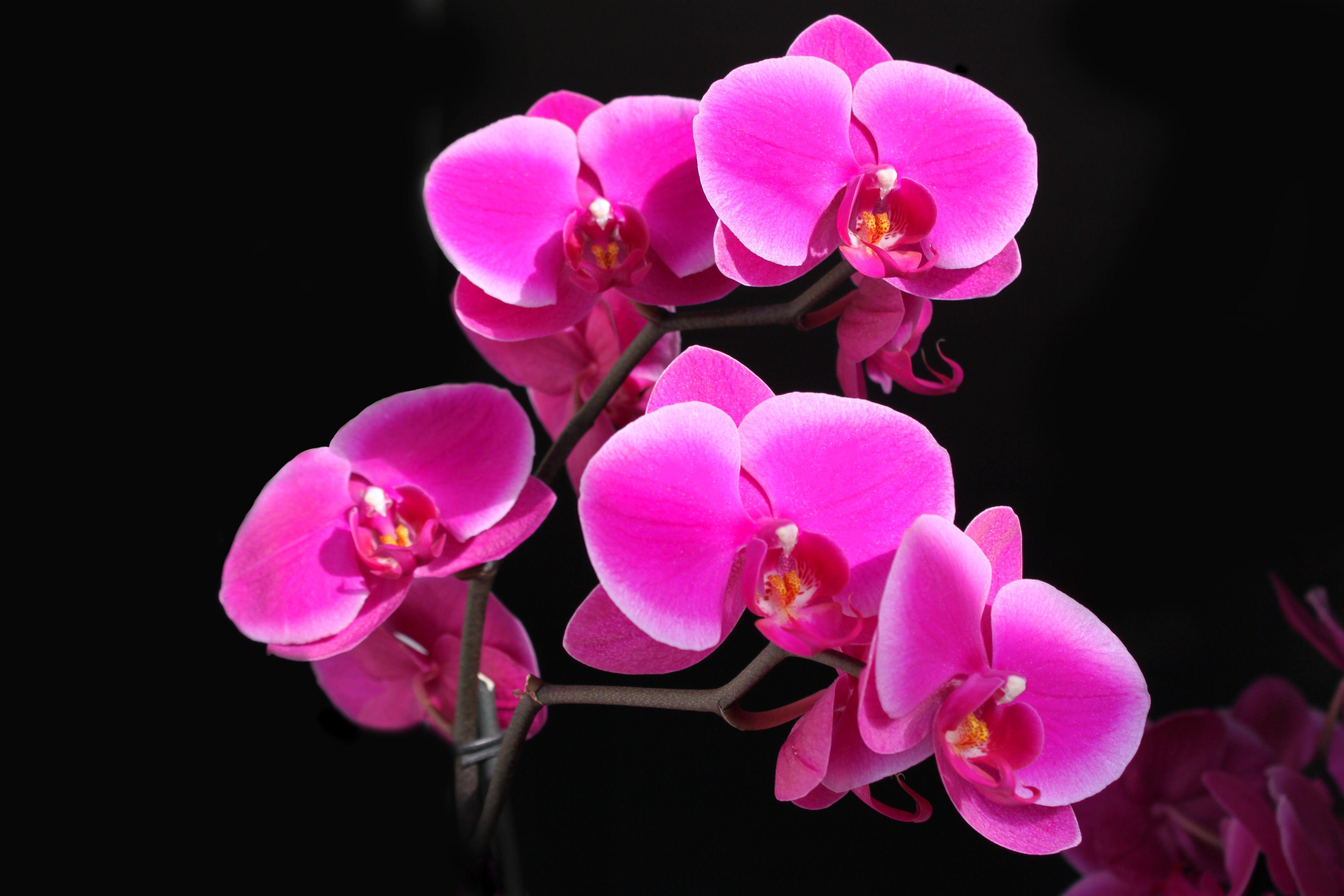 Orchid iPad Wallpapers Top Free Orchid iPad Backgrounds WallpaperAccess