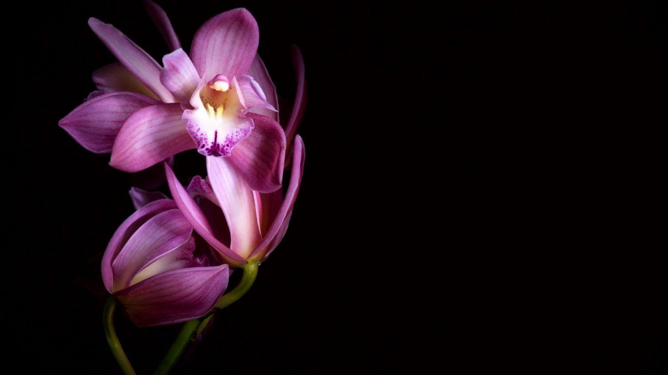 Black Orchid Wallpapers Top Free Black Orchid Backgrounds