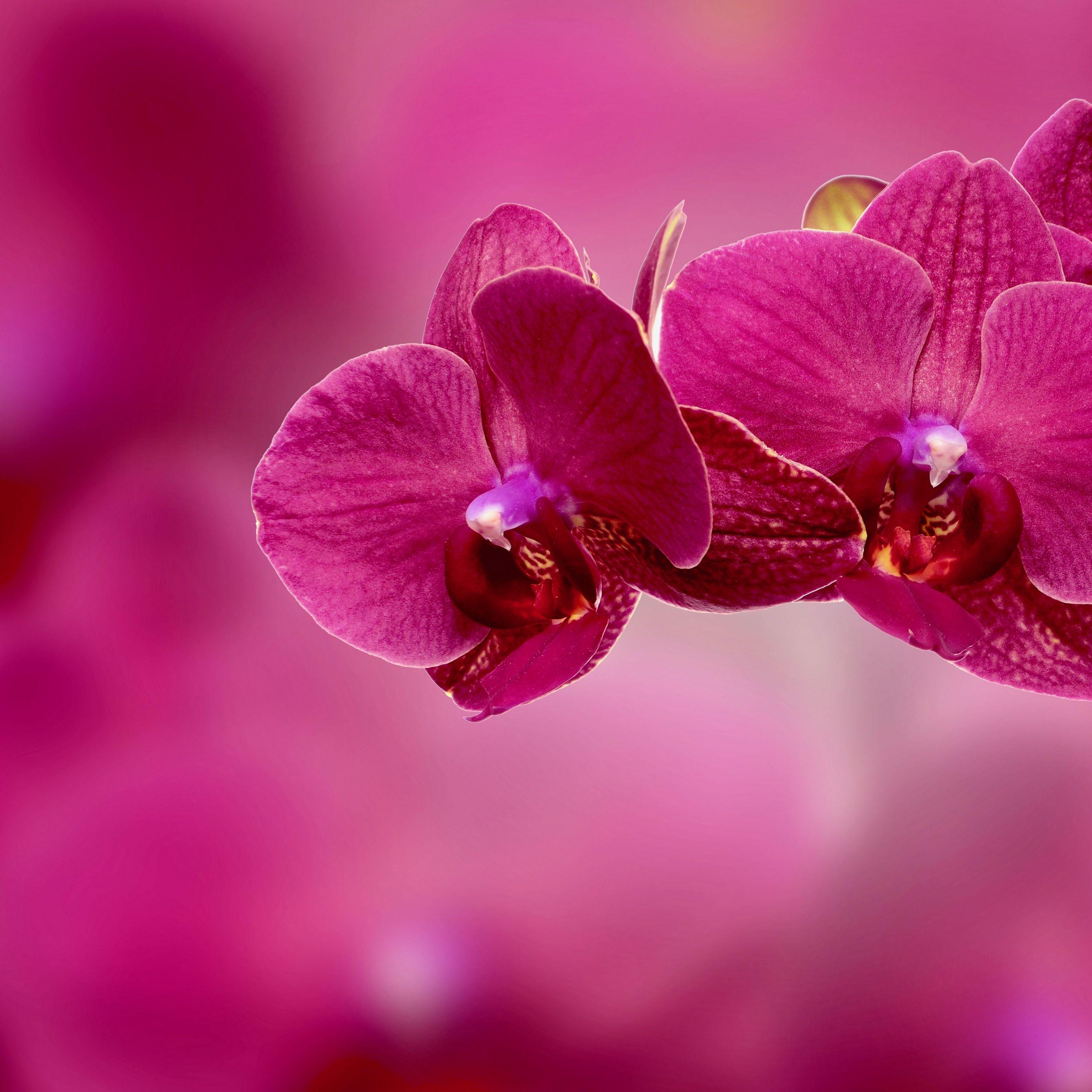 Orchid iPad Wallpapers Top Free Orchid iPad Backgrounds WallpaperAccess