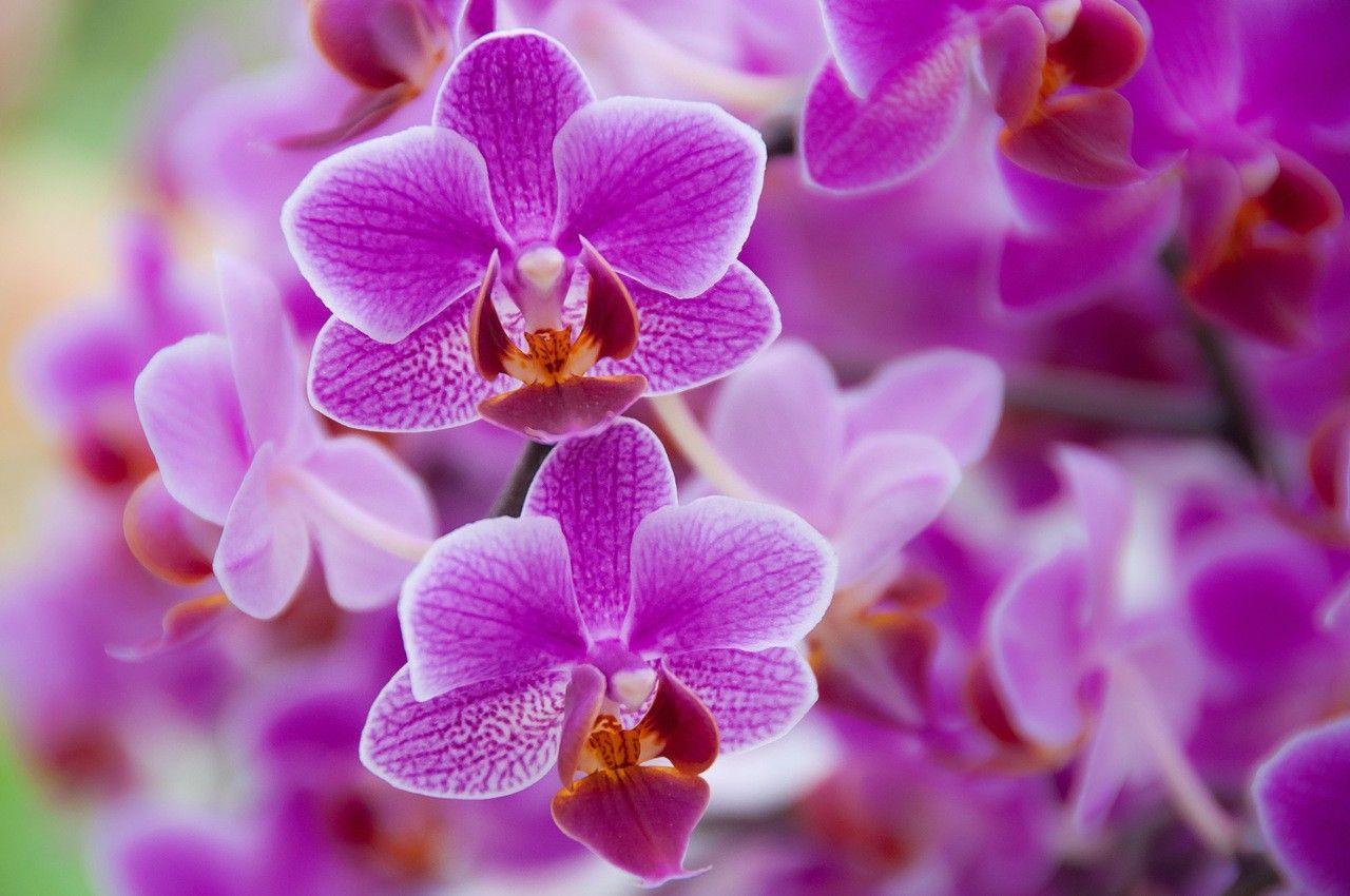 Orchid iPad Wallpapers Top Free Orchid iPad Backgrounds WallpaperAccess