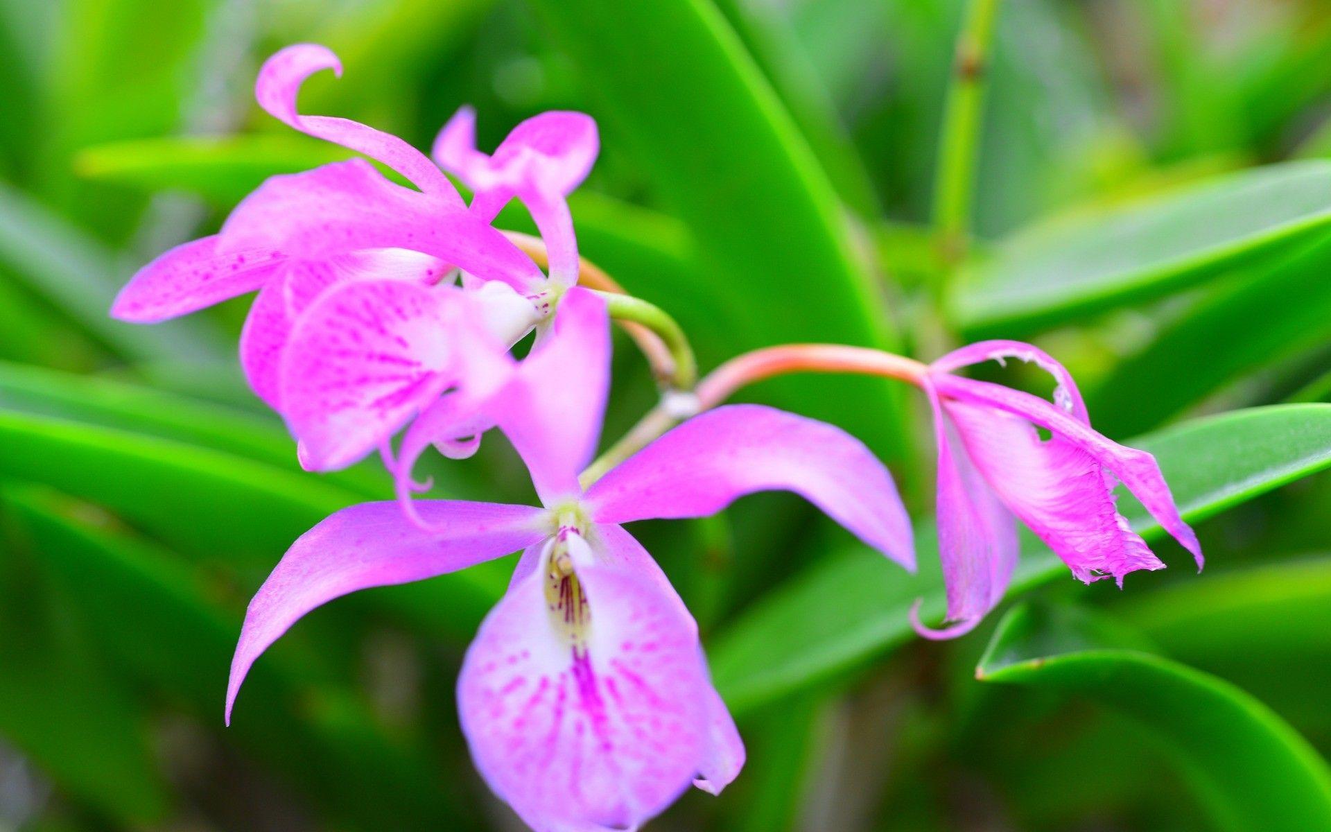 Orchid iPad Wallpapers Top Free Orchid iPad Backgrounds WallpaperAccess