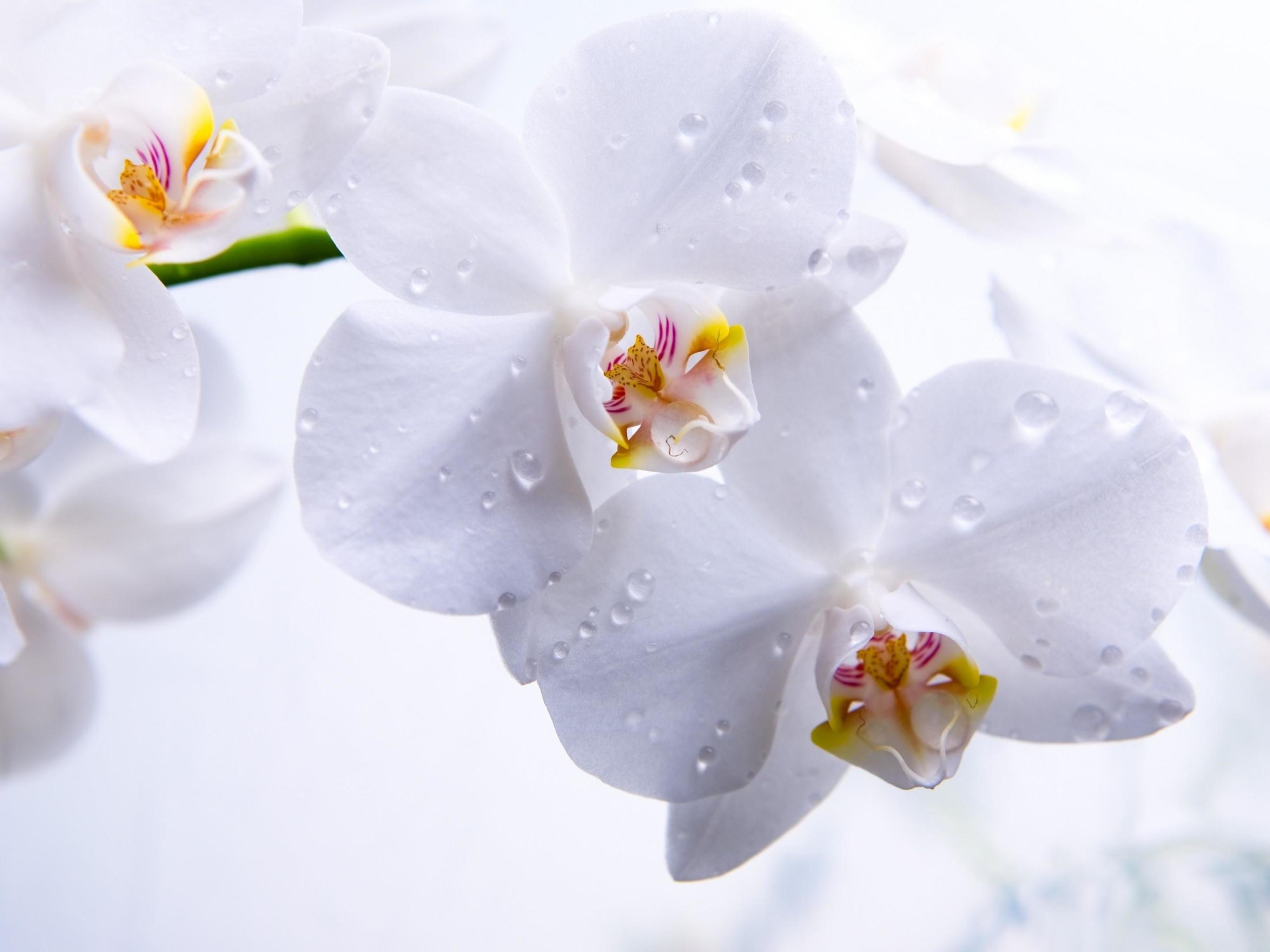 Orchid iPad Wallpapers Top Free Orchid iPad Backgrounds WallpaperAccess