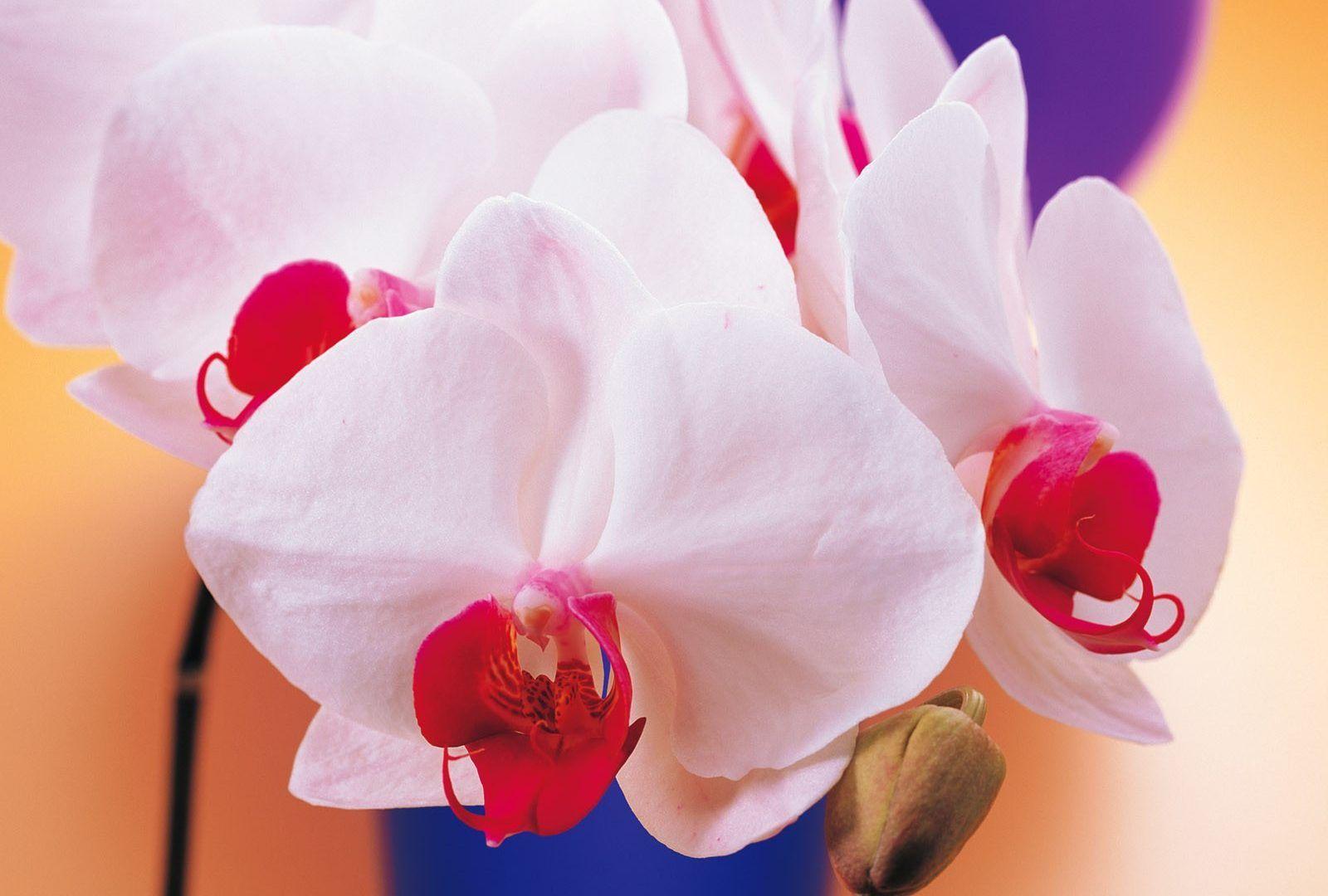 Orchid iPad Wallpapers Top Free Orchid iPad Backgrounds WallpaperAccess