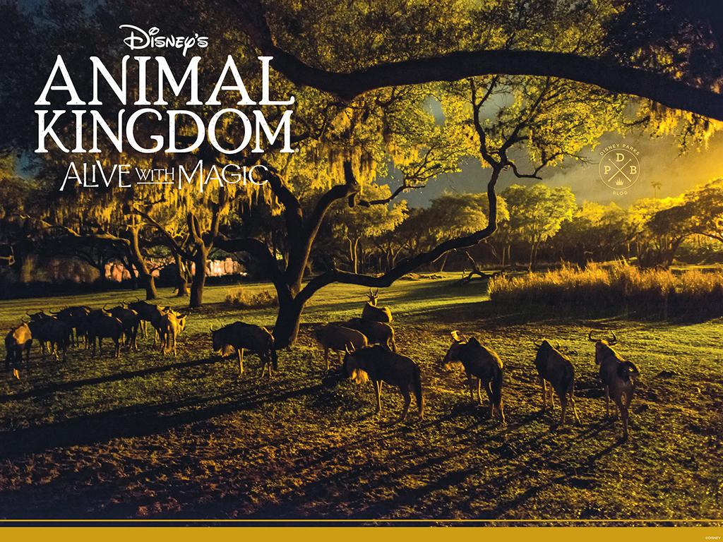 Disney Animal Kingdom Wallpapers Top Free Disney Animal Kingdom