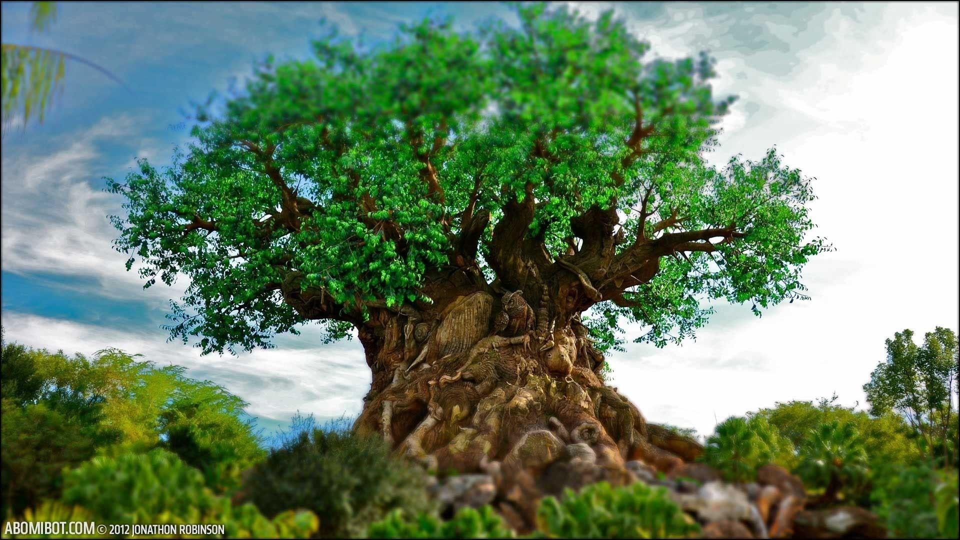 Disney Animal Kingdom Wallpapers Top Free Disney Animal Kingdom