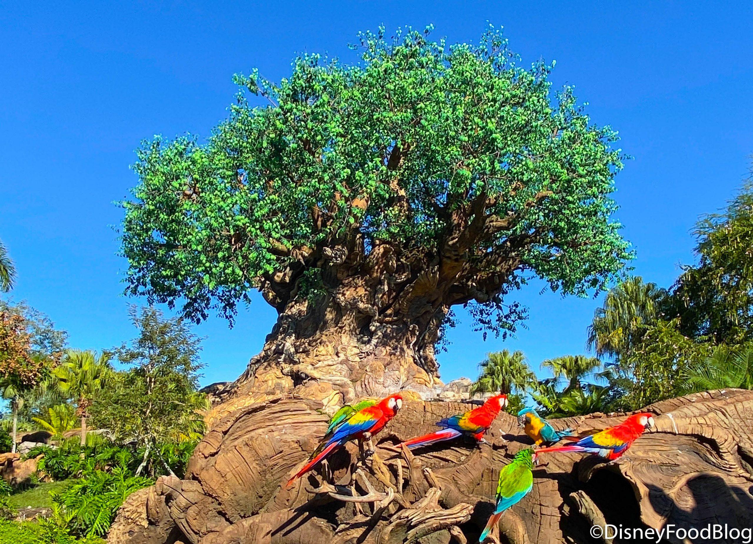 Disney Animal Kingdom Wallpapers Top Free Disney Animal Kingdom