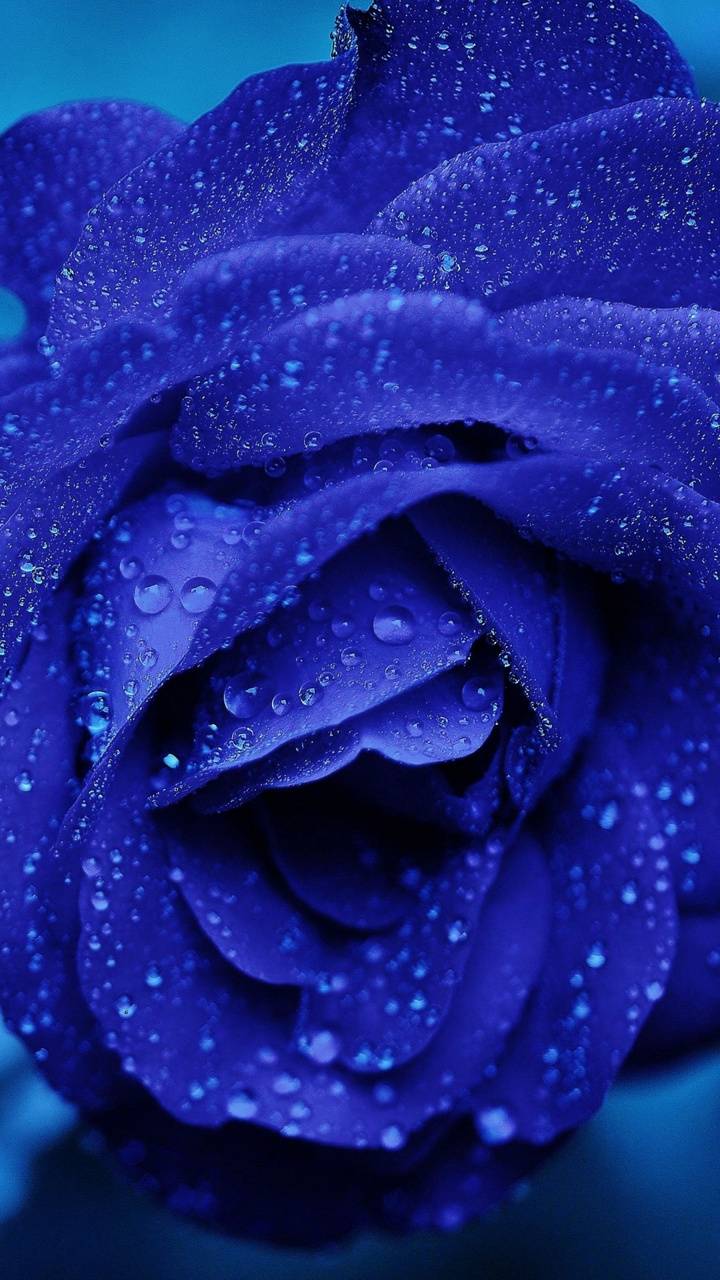 Blue Rose Phone Wallpapers Top Free Blue Rose Phone Backgrounds