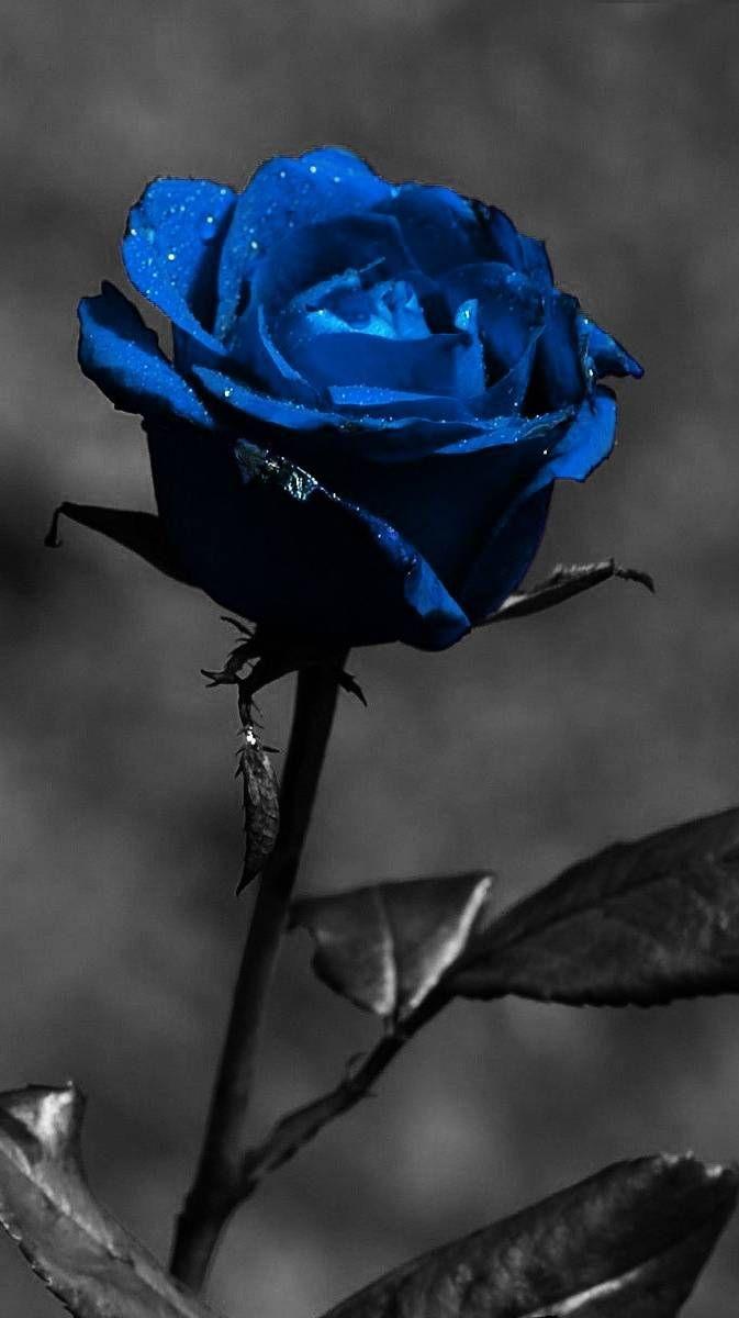 Blue Rose Phone Wallpapers Top Free Blue Rose Phone Backgrounds