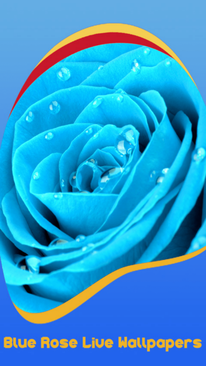 Blue Rose Phone Wallpapers Top Free Blue Rose Phone Backgrounds