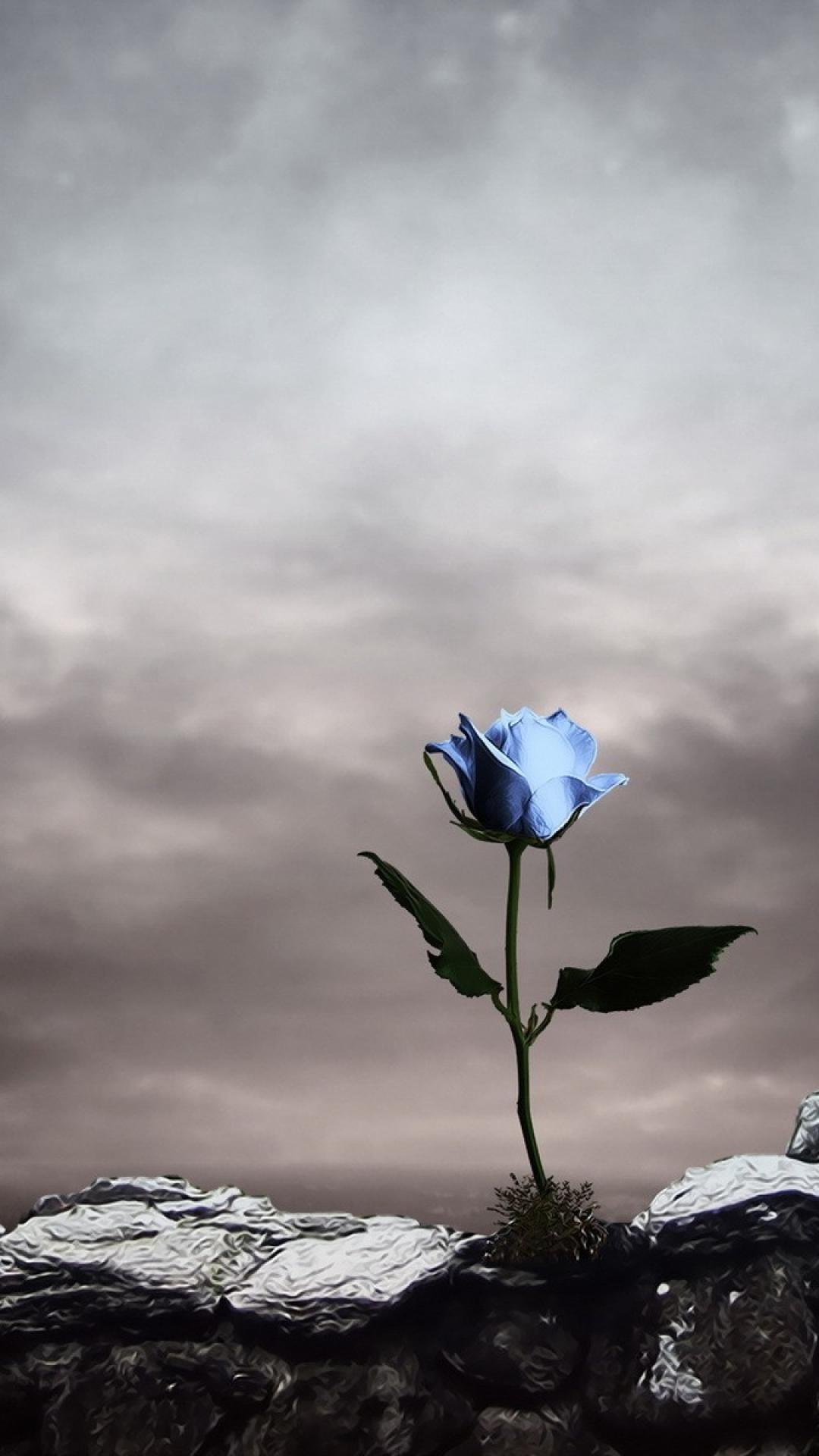 Blue Rose Phone Wallpapers Top Free Blue Rose Phone Backgrounds