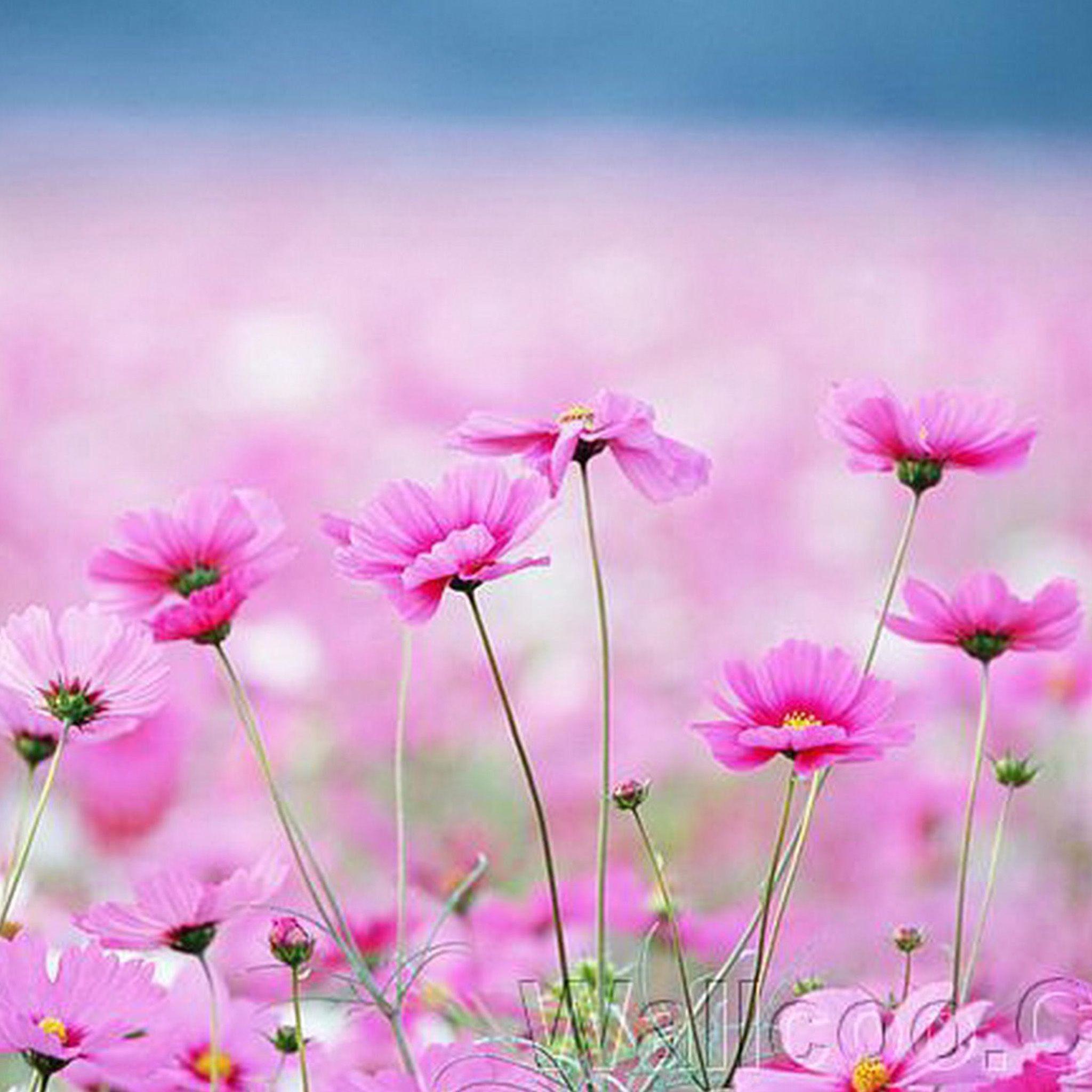 Pink Flower iPad Wallpapers Top Free Pink Flower iPad Backgrounds