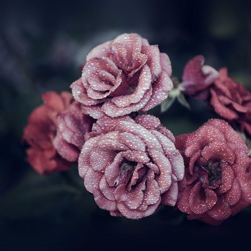 Pink Flower iPad Wallpapers Top Free Pink Flower iPad Backgrounds