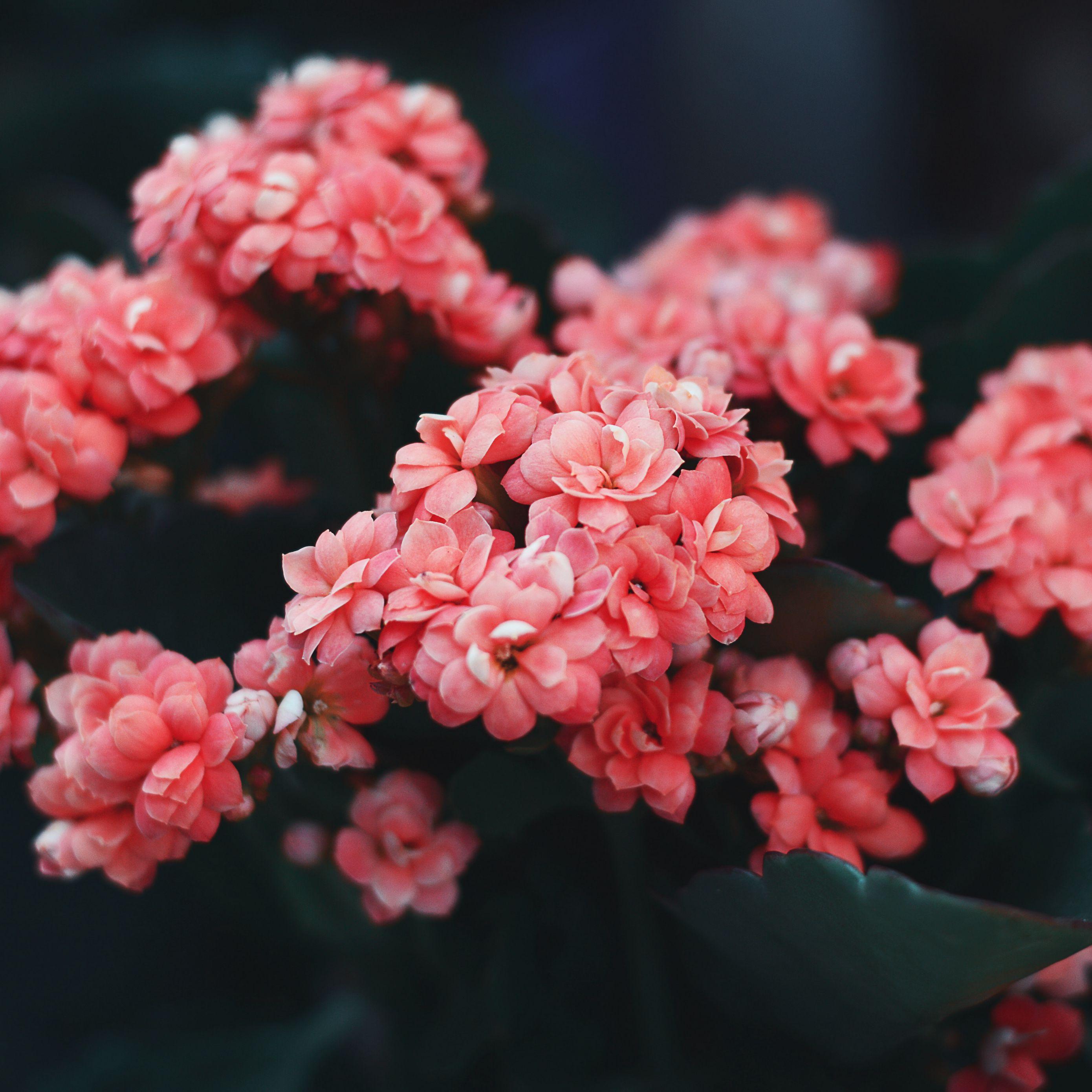 Pink Flower iPad Wallpapers Top Free Pink Flower iPad Backgrounds