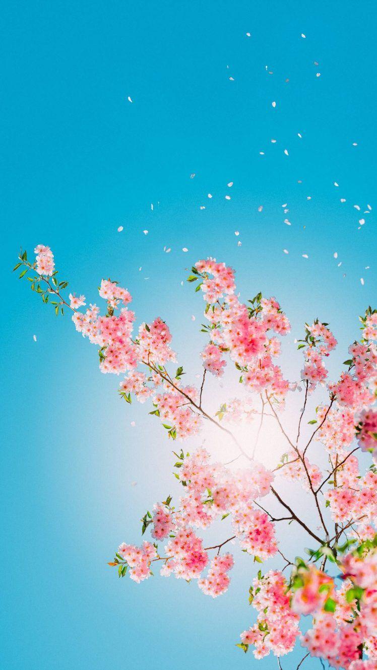 Spring Vertical Wallpapers Top Free Spring Vertical Backgrounds