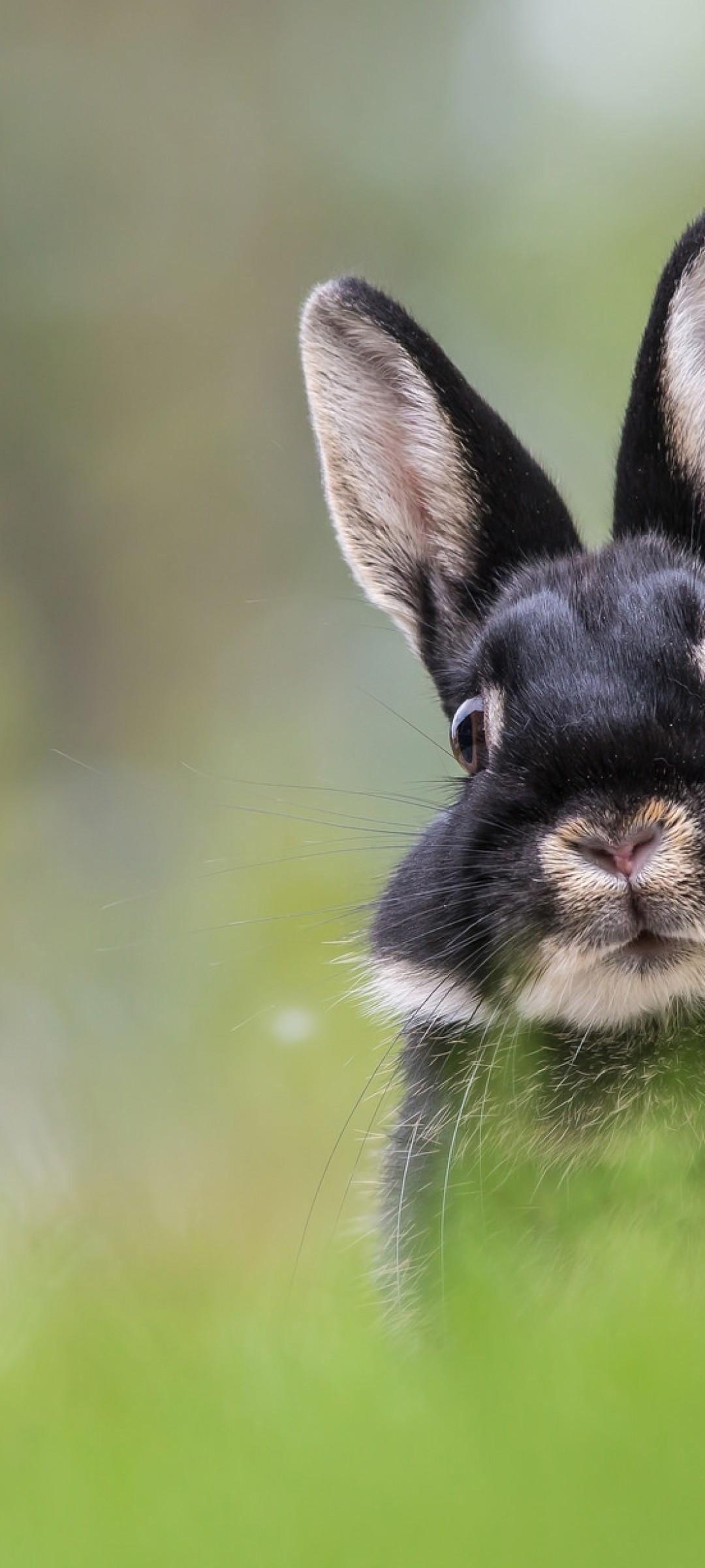 Black Rabbit Wallpapers Top Free Black Rabbit Backgrounds