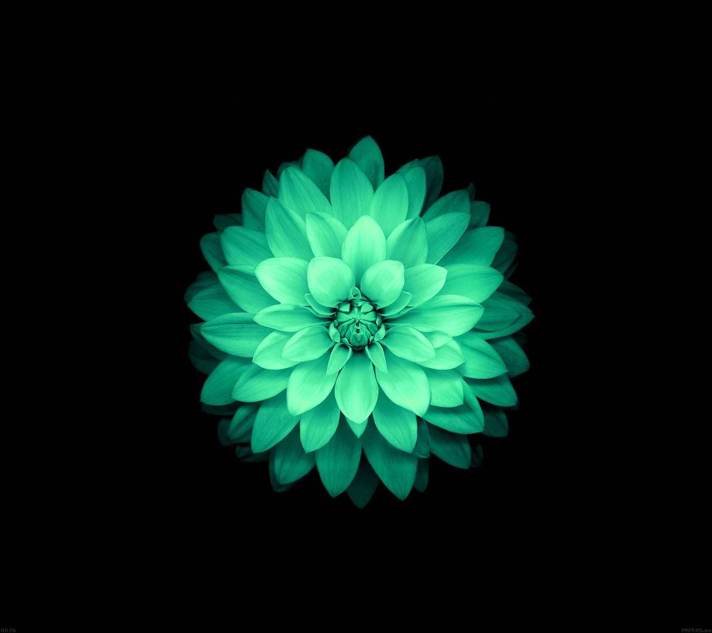 Green Lotus Wallpapers Top Free Green Lotus Backgrounds WallpaperAccess