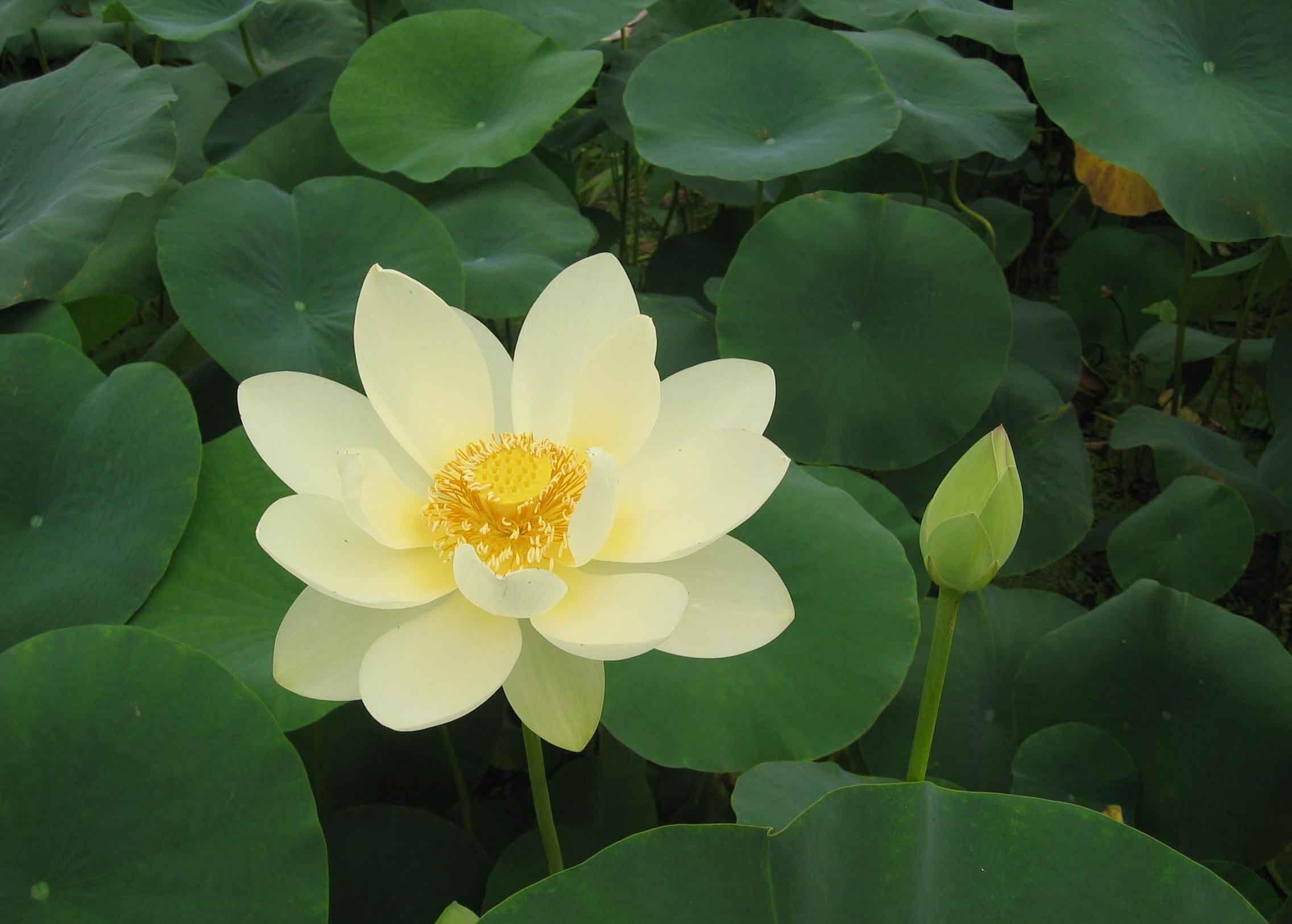 Green Lotus Wallpapers Top Free Green Lotus Backgrounds WallpaperAccess