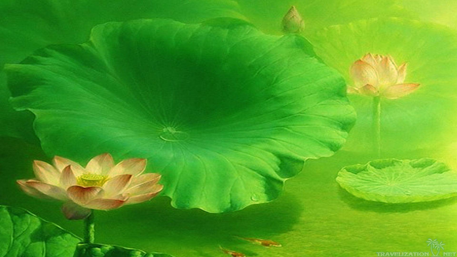 Lotus Flower Background Green, Pink Lotus Flower Or Water Lily With