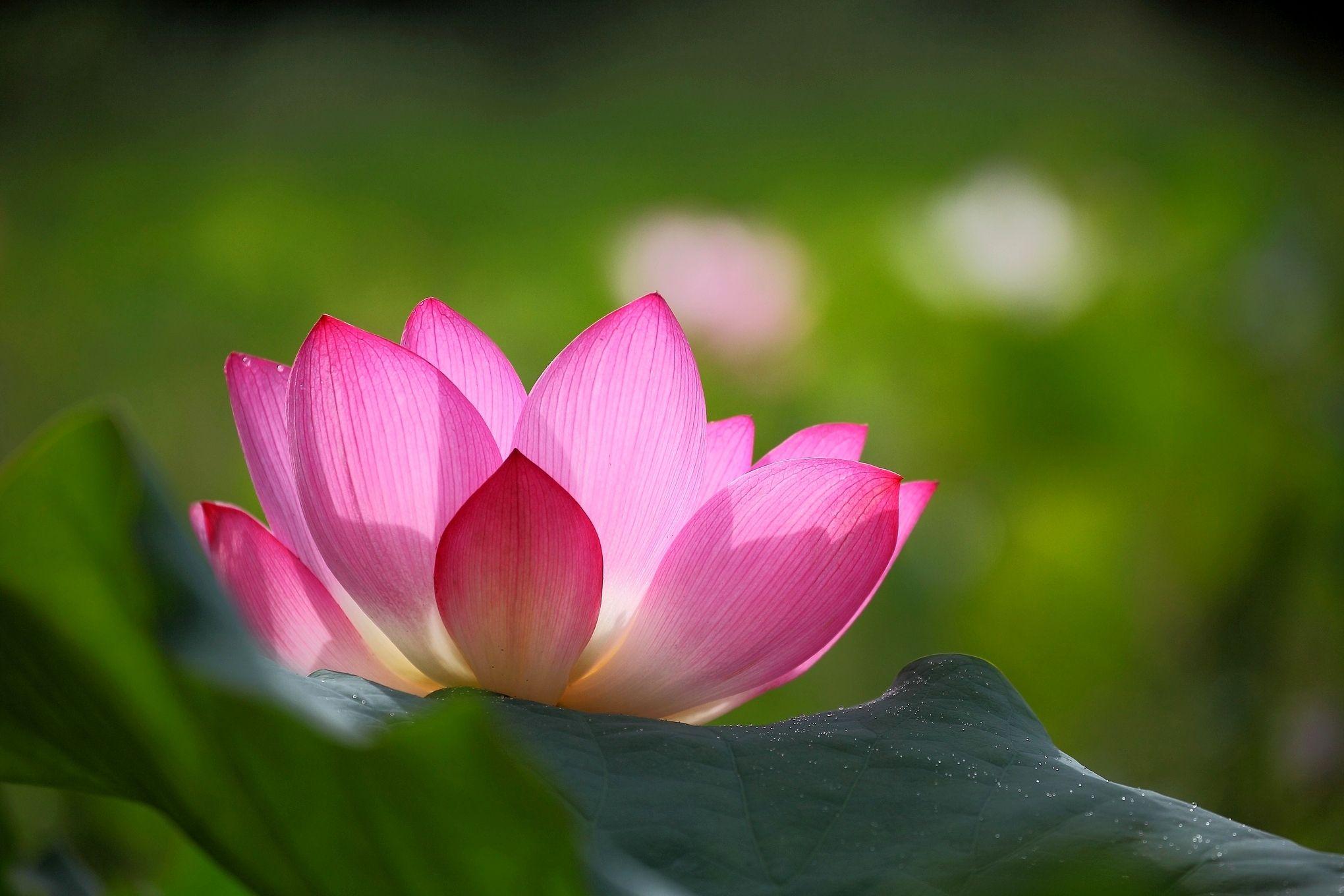 Green Lotus Wallpapers Top Free Green Lotus Backgrounds WallpaperAccess