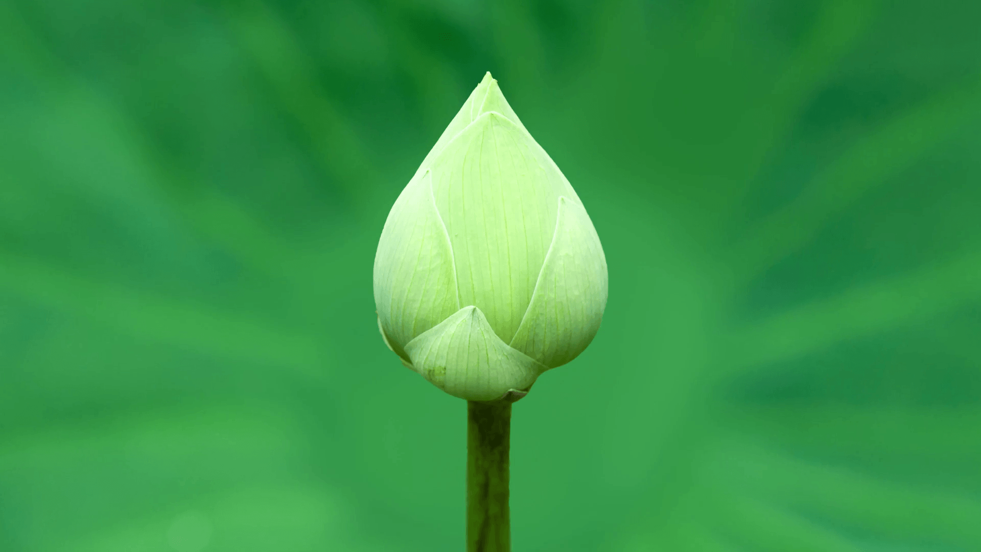 Green Lotus Wallpapers Top Free Green Lotus Backgrounds WallpaperAccess