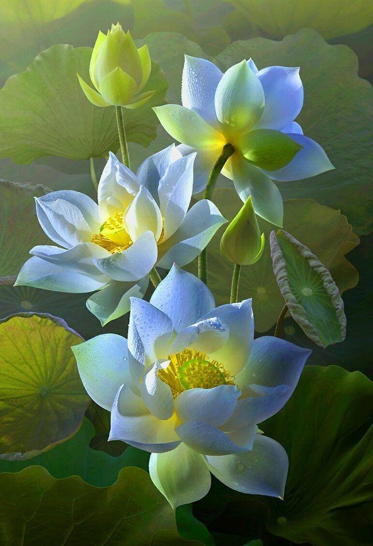 Green Lotus Wallpapers Top Free Green Lotus Backgrounds WallpaperAccess