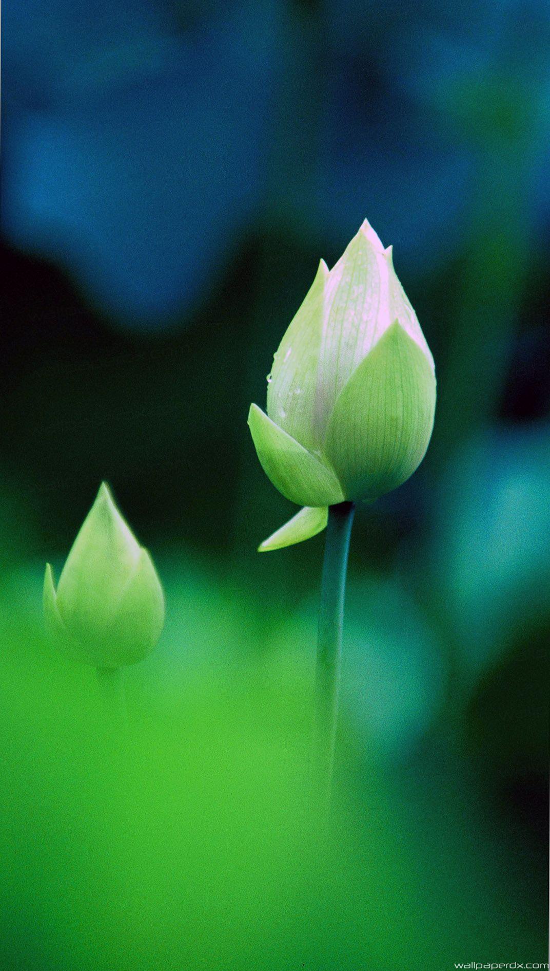 Green Lotus Wallpapers Top Free Green Lotus Backgrounds WallpaperAccess
