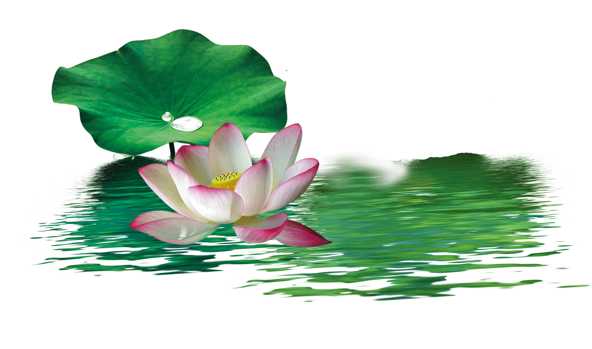 Green Lotus Wallpapers Top Free Green Lotus Backgrounds WallpaperAccess