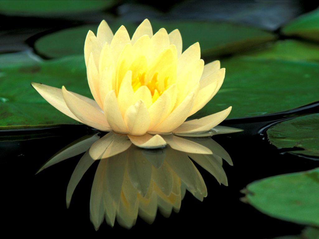 Green Lotus Wallpapers Top Free Green Lotus Backgrounds WallpaperAccess