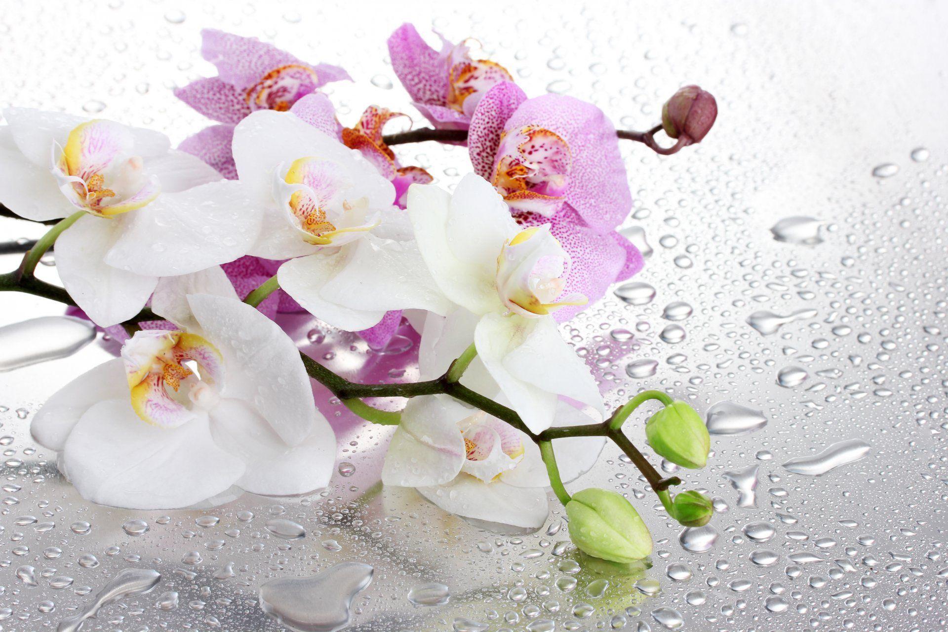Orchids in Water Desktop Wallpapers Top Free Orchids in Water Desktop Backgrounds