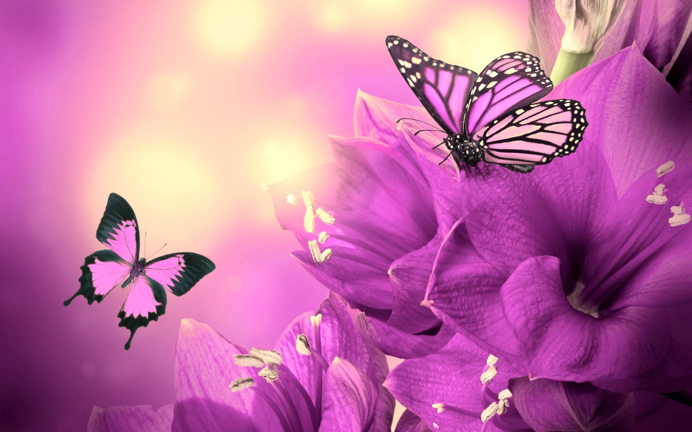Black and Purple Butterflies Wallpapers Top Free Black and Purple