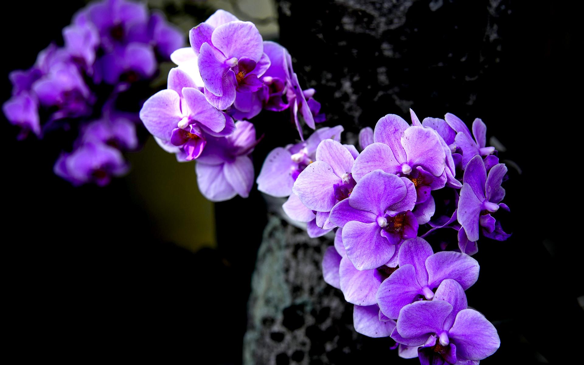 Orchids in Water Desktop Wallpapers Top Free Orchids in Water Desktop