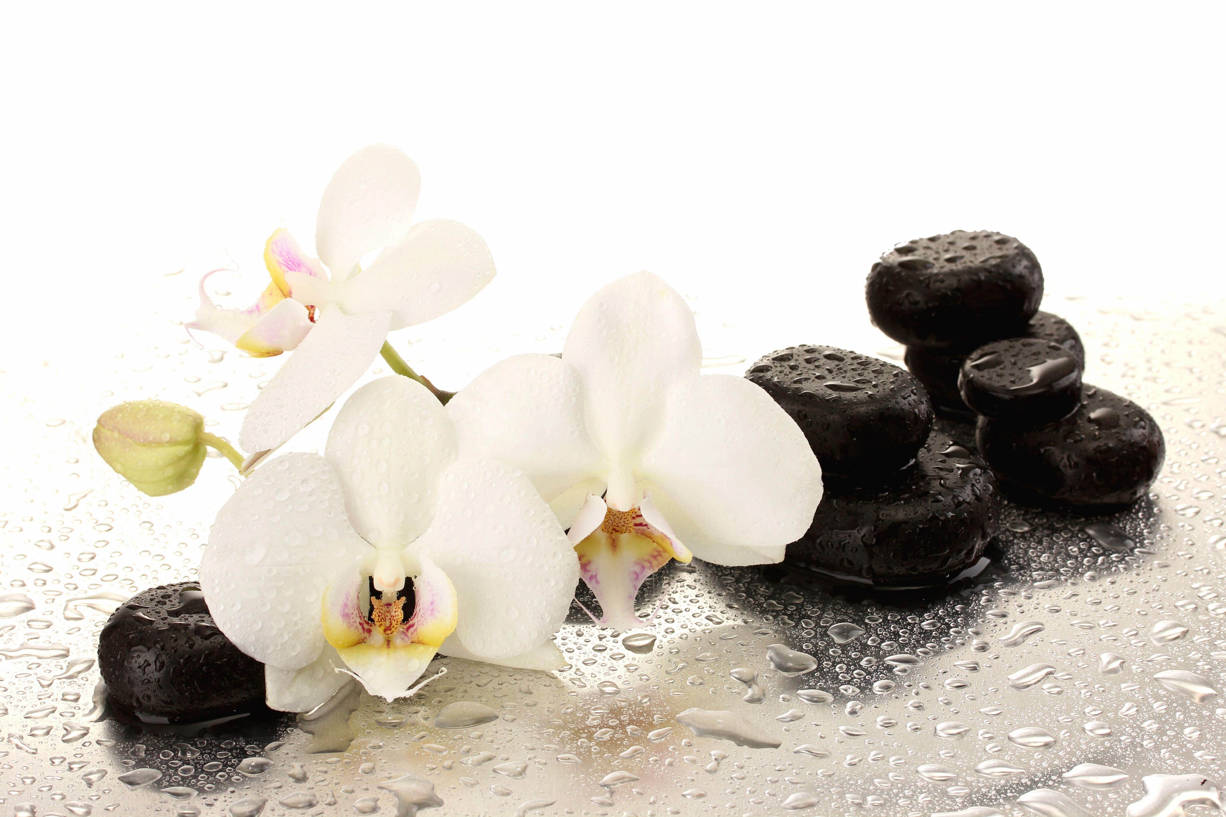 Spa Orchids Wallpapers Top Free Spa Orchids Backgrounds WallpaperAccess