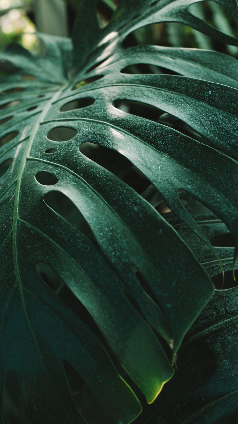 Monstera iPhone Wallpapers Top Free Monstera iPhone Backgrounds