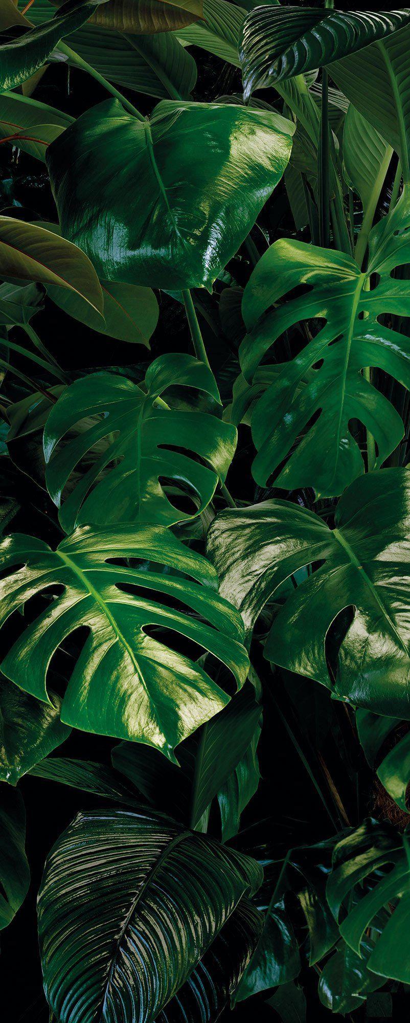 Monstera iPhone Wallpapers Top Free Monstera iPhone Backgrounds