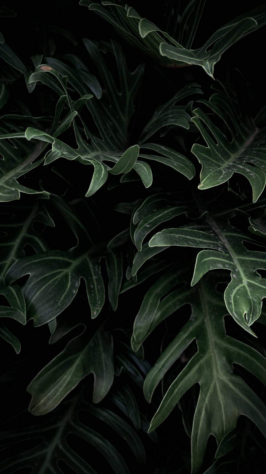 Monstera iPhone Wallpapers Top Free Monstera iPhone Backgrounds
