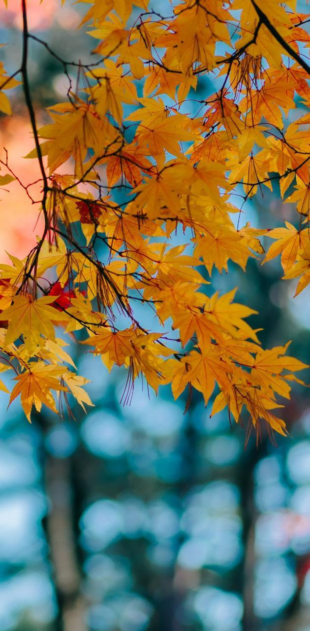 Orange Leaf Wallpapers Top Free Orange Leaf Backgrounds WallpaperAccess