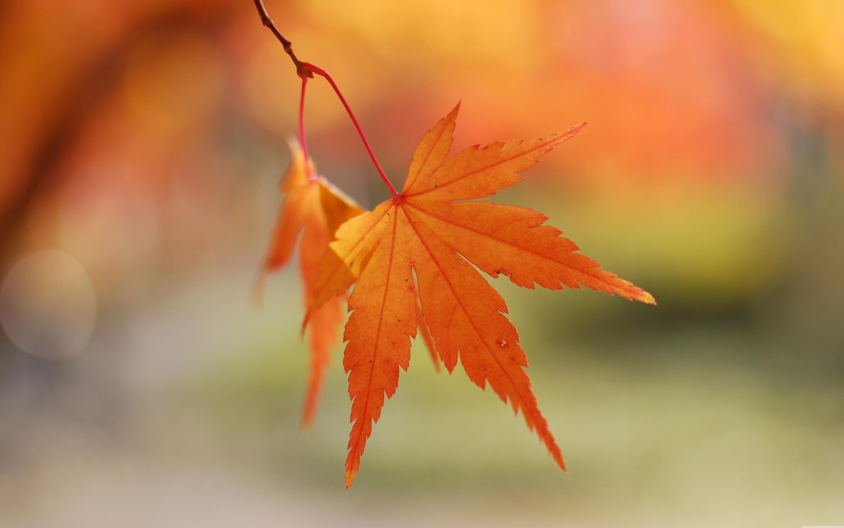 Orange Leaf Wallpapers Top Free Orange Leaf Backgrounds WallpaperAccess