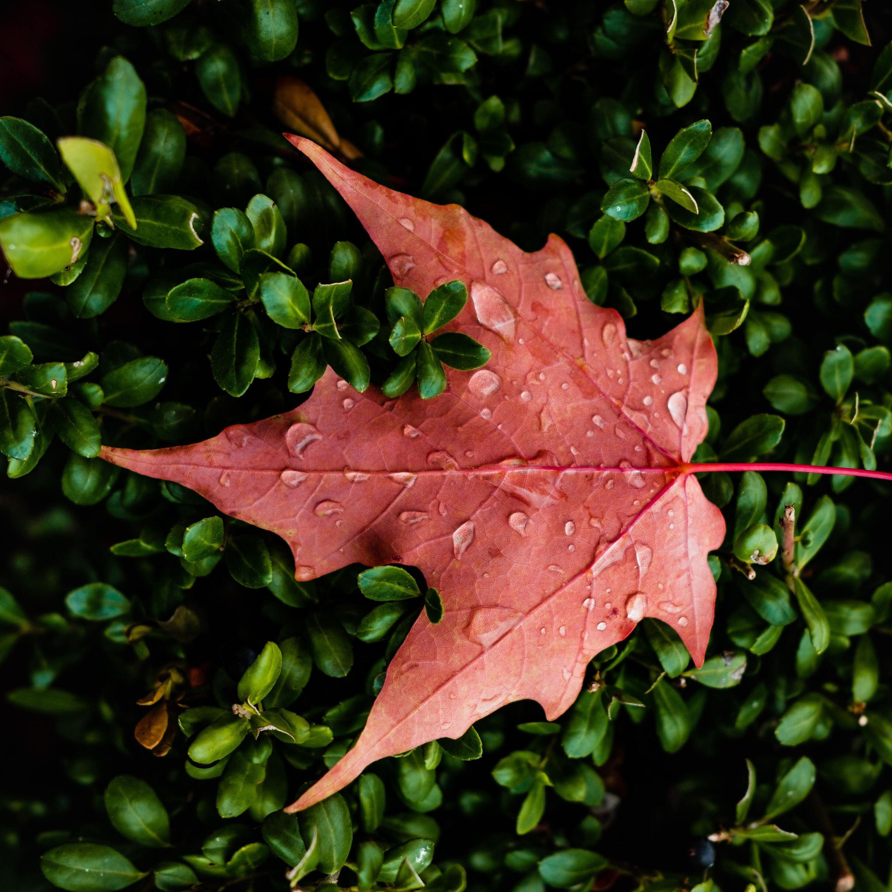 Orange Leaf Wallpapers Top Free Orange Leaf Backgrounds WallpaperAccess