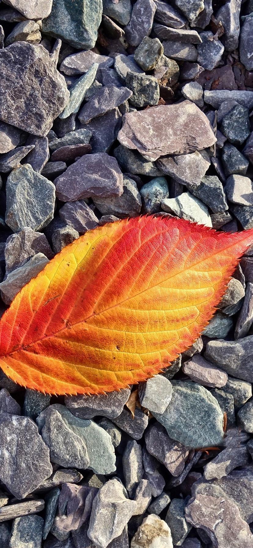 Orange Leaf Wallpapers Top Free Orange Leaf Backgrounds WallpaperAccess