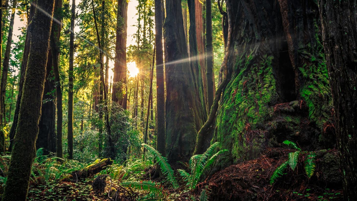 Santa Cruz Redwoods Wallpapers Top Free Santa Cruz Redwoods